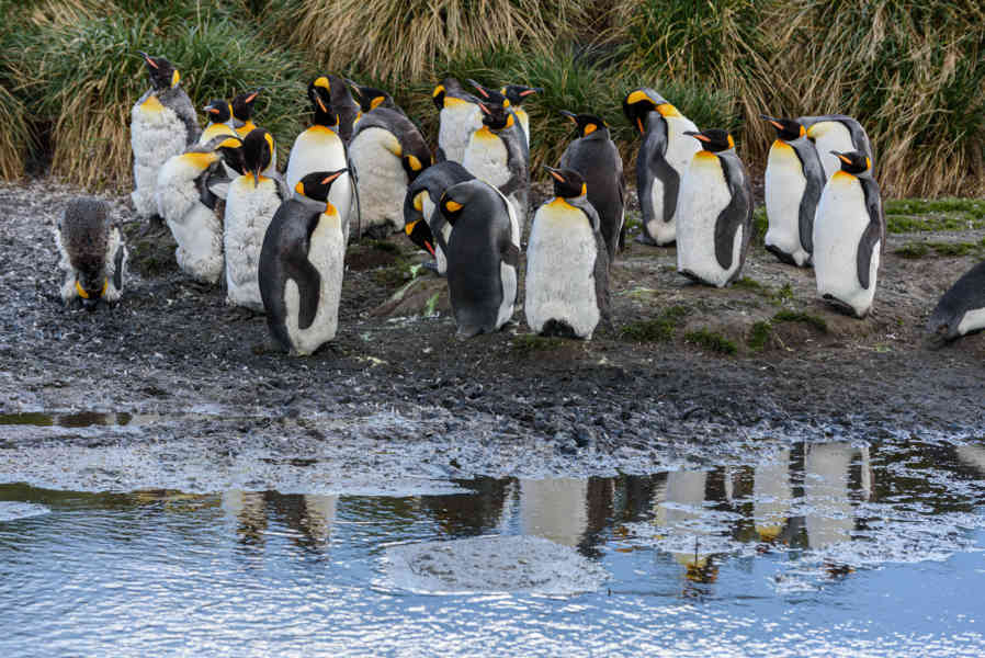 Pingüino Rey - islas Georgias del Sur 069.jpg